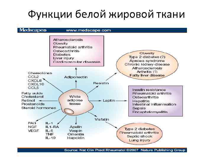 Функции белой жировой ткани 