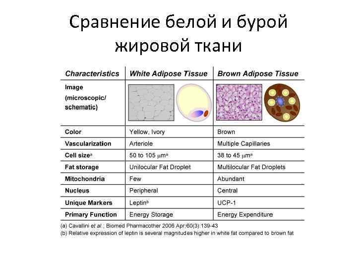 Схема строения адипоцитов разных видов жировой ткани