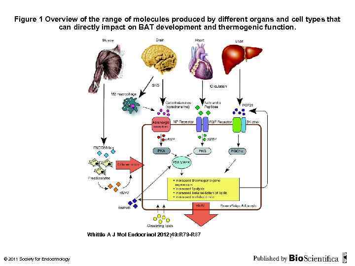 Figure 1 Overview of the range of molecules produced by different organs and cell