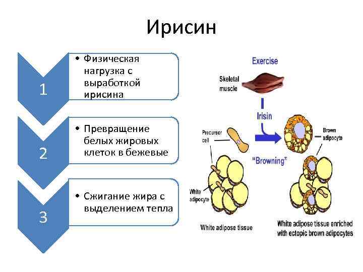 Ирисин 1 • Физическая нагрузка с выработкой ирисина 2 • Превращение белых жировых клеток