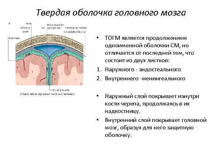 Твердая оболочка головного мозга • ТОГМ является продолжением одноименной оболочки СМ, но отличается от