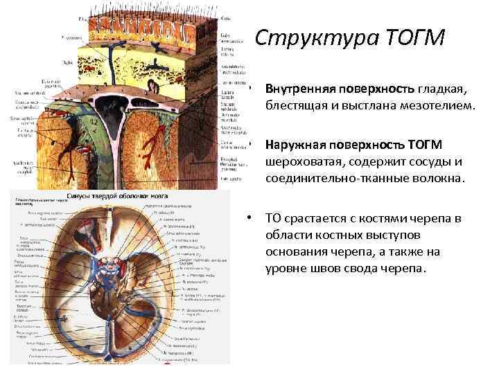 Структура ТОГМ • Внутренняя поверхность гладкая, блестящая и выстлана мезотелием. • Наружная поверхность ТОГМ