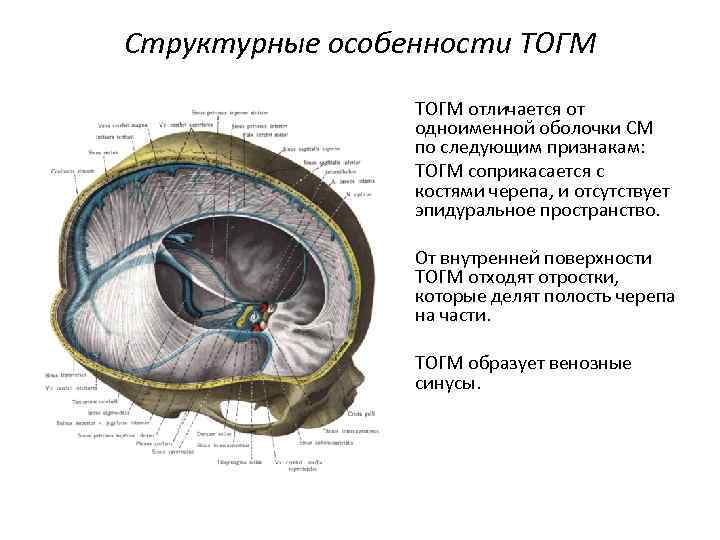 Структурные особенности ТОГМ • 1. ТОГМ отличается от одноименной оболочки СМ по следующим признакам: