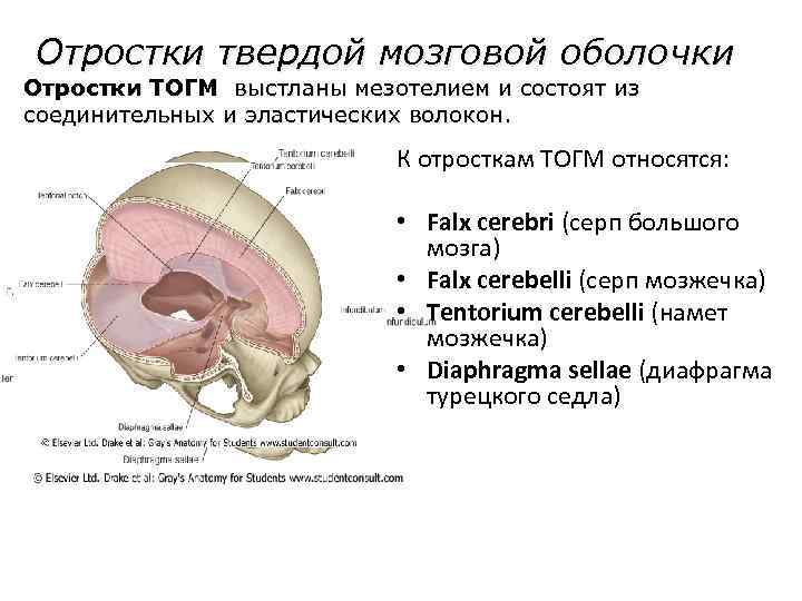 Твердая мозговая. Серповидный отросток твёрдой мозговой оболочки. Серп большого мозга (твердая оболочка головного мозга). Falx Cerebri серп большого мозга. Серп большого мозга (твердая оболочка головного мозга) - Falx Cerebri.