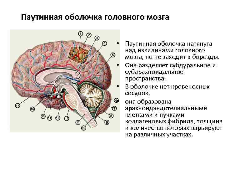 Паутинная оболочка головного мозга • Паутинная оболочка натянута над извилинами головного мозга, но не