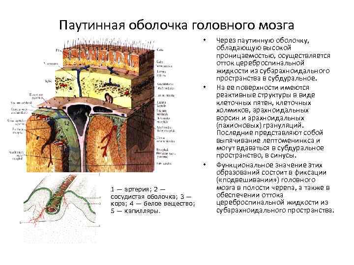 Паутинная оболочка головного мозга • • • 1 — артерия; 2 — сосудистая оболочка;