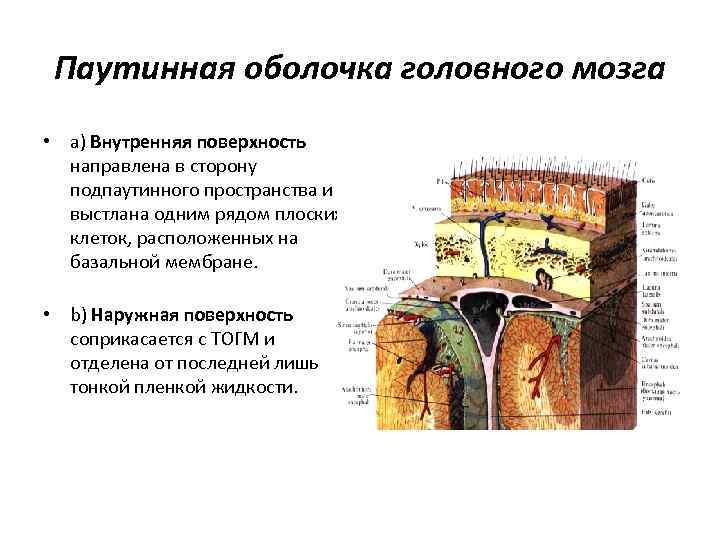 Паутинная оболочка головного мозга • a) Внутренняя поверхность направлена в сторону подпаутинного пространства и