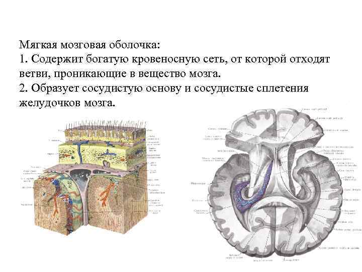 Мягкая мозговая оболочка: 1. Содержит богатую кровеносную сеть, от которой отходят ветви, проникающие в