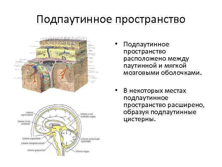 Подпаутинное пространство • Подпаутинное пространство расположено между паутинной и мягкой мозговыми оболочками. • В