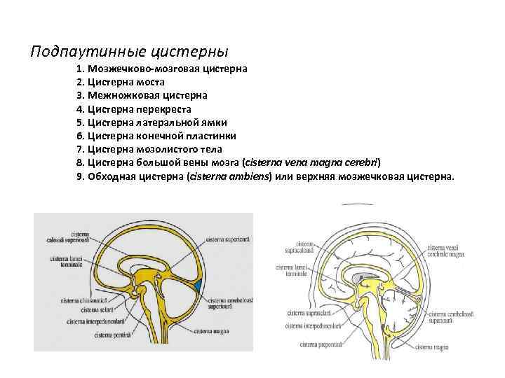 Подпаутинные цистерны 1. Мозжечково-мозговая цистерна 2. Цистерна моста 3. Межножковая цистерна 4. Цистерна перекреста