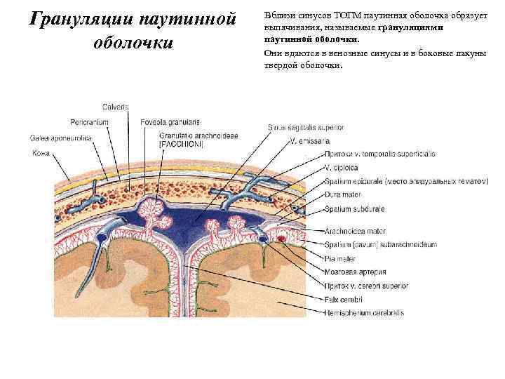 Грануляции паутинной оболочки Вблизи синусов ТОГМ паутинная оболочка образует выпячивания, называемые грануляциями паутинной оболочки.