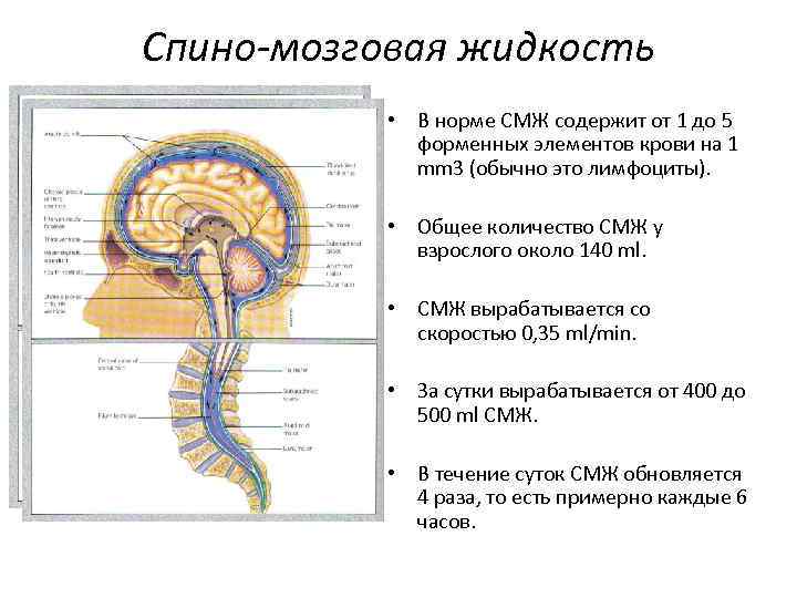 Головной мозг анатомия презентация