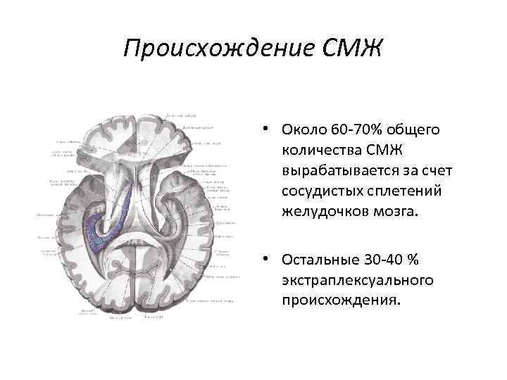 Происхождение СМЖ • Около 60 -70% общего количества СМЖ вырабатывается за счет сосудистых сплетений