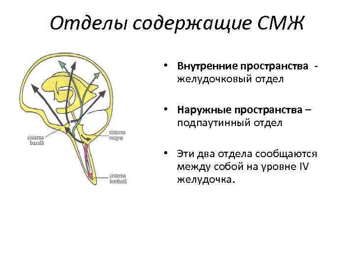 Отделы содержащие СМЖ • Внутренние пространства желудочковый отдел • Наружные пространства – подпаутинный отдел