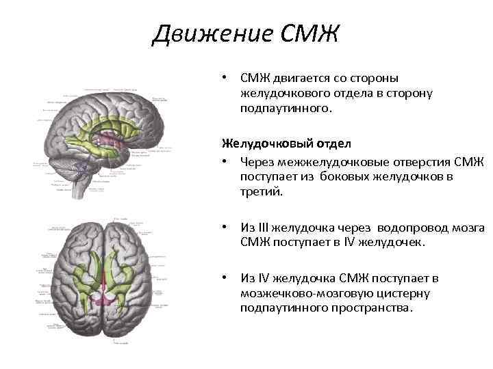 Движение СМЖ • СМЖ двигается со стороны желудочкового отдела в сторону подпаутинного. Желудочковый отдел