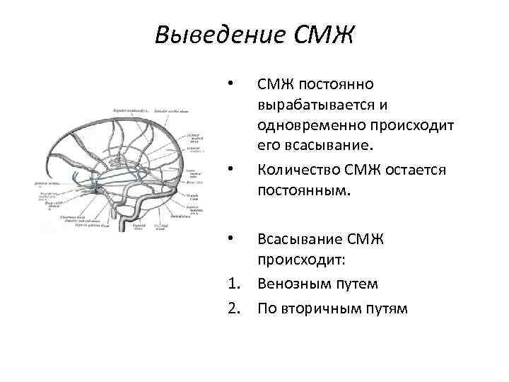 Выведение СМЖ • • СМЖ постоянно вырабатывается и одновременно происходит его всасывание. Количество СМЖ