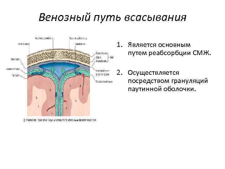 Венозный путь всасывания 1. Является основным путем реабсорбции СМЖ. 2. Осуществляется посредством грануляций паутинной