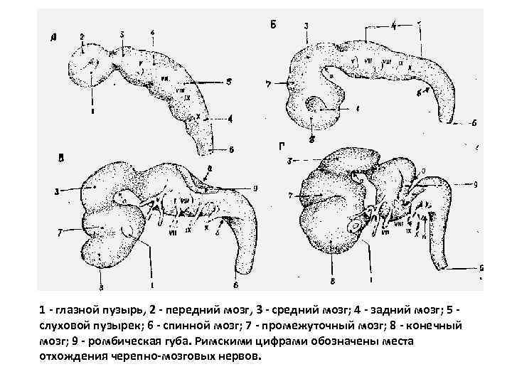 1 - глазной пузырь, 2 - передний мозг, 3 - средний мозг; 4 -