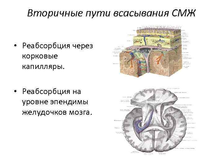 Вторичные пути всасывания СМЖ • Реабсорбция через корковые капилляры. • Реабсорбция на уровне эпендимы