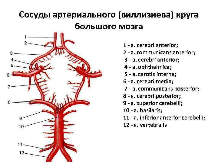 Виллизиева круга. Артериальное кровоснабжение головного мозга Виллизиев круг. Схема артериального круга головного мозга. Артериальный круг большого мозга Виллизиев круг. Виллизиев круг и сосуды головного мозга анатомия.