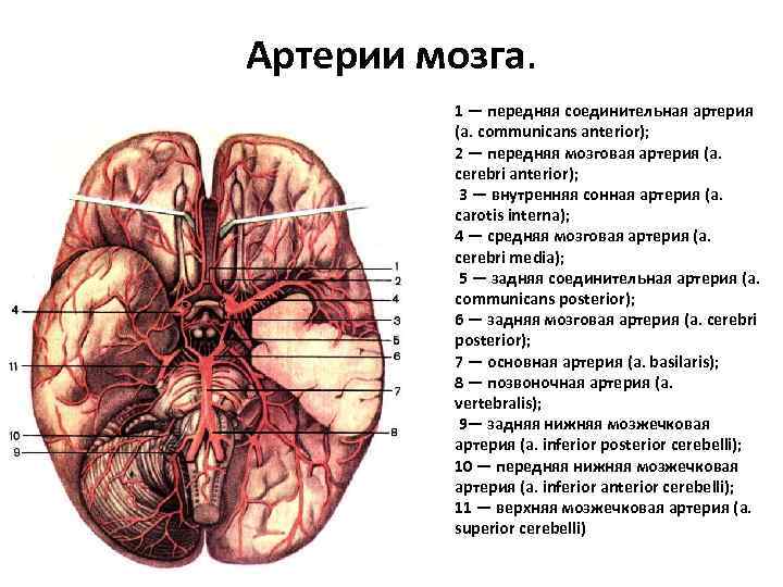 Мозговые артерии латынь. Задняя мозговая артерия анатомия. Артерии мозга вид снизу. Артерии основания мозга анатомия. Среднемозговая артерия анатомия.