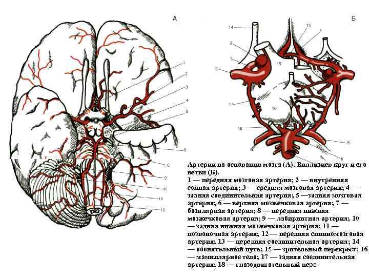 Мозговые артерии головного мозга. Анатомия сосуды Виллизиев круг. Внутренняя Сонная артерия Виллизиев круг. Глазная артерия Виллизиев круг. Сосуды головы Виллизиев круг.