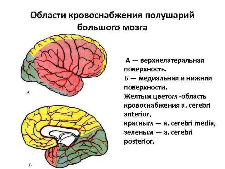 Медиальная поверхность мозга. Нижняя поверхность полушария головного мозга. Верхнелатеральная и нижнюю поверхность головного мозга. Медиальная поверхность полушария конечного мозга.