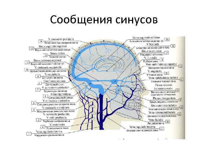 Сообщения синусов 