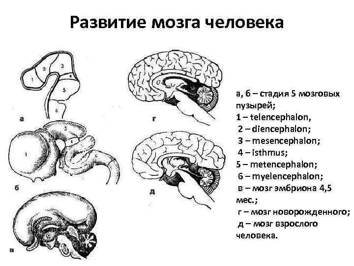 2 стадия головного мозга