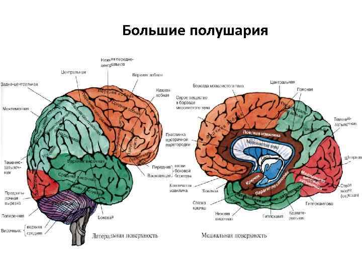 Большие полушария 