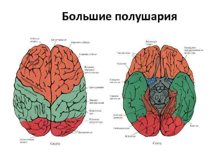 Большие полушария 