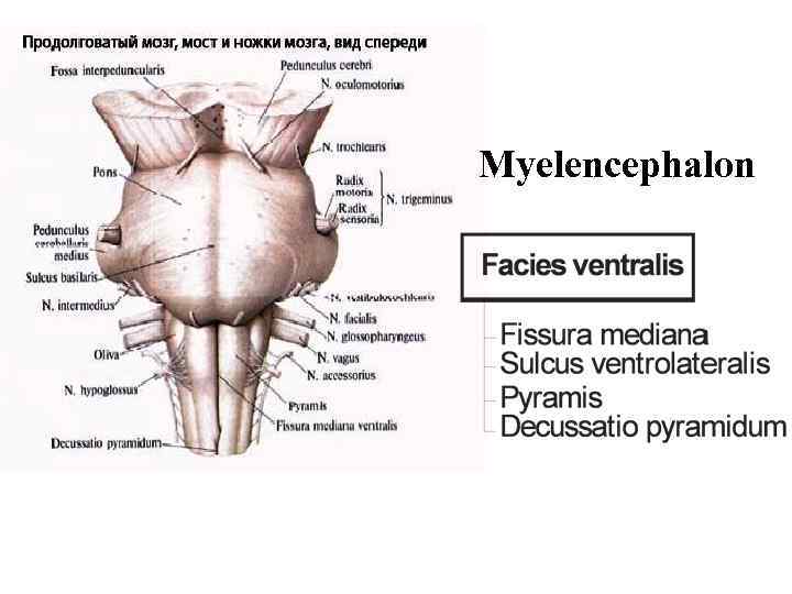 Myelencephalon 