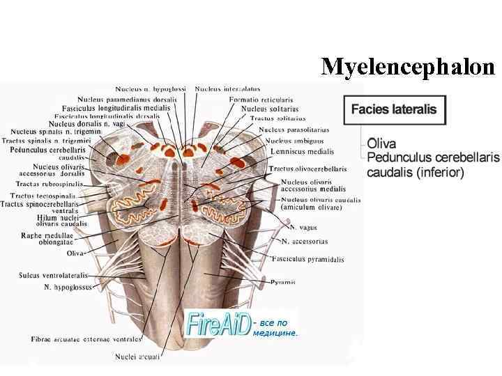 Myelencephalon 