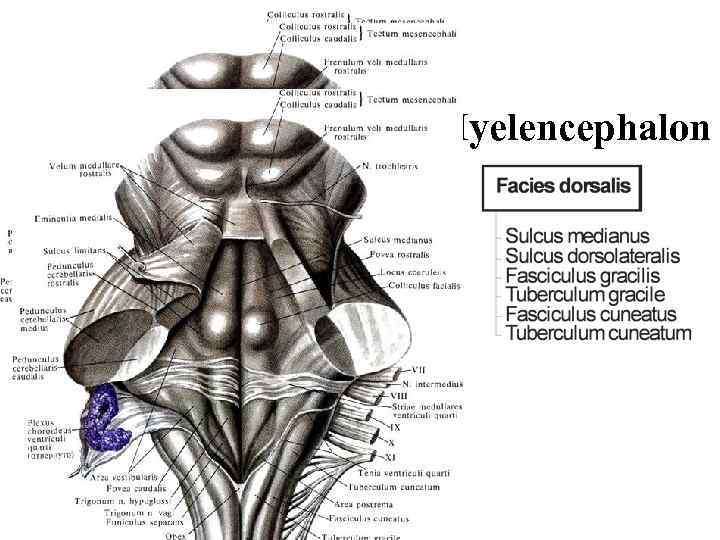 Myelencephalon 