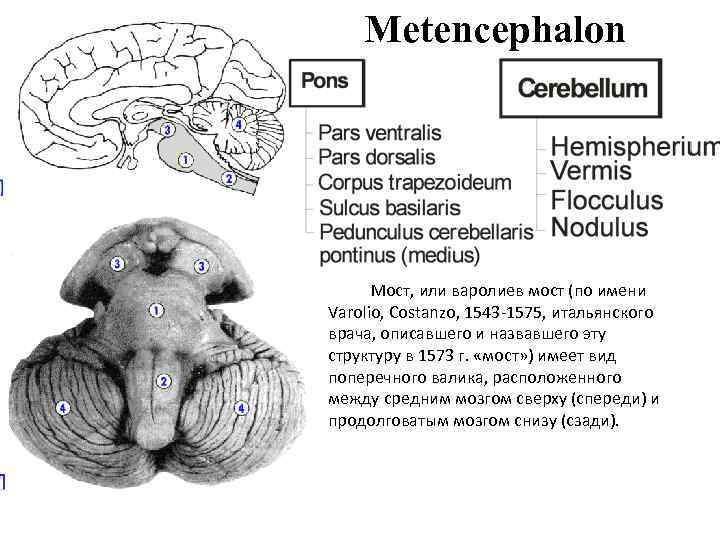 Мост и мозжечок строение. Варолиев мост анатомия. Головной мозг варолиев мост. Задний мозг, Metencephalon. Задний мозг мост анатомия.