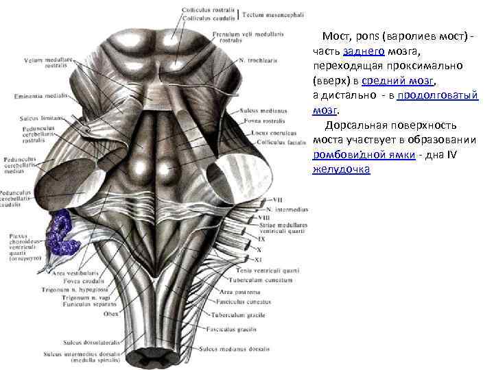 Мост, pons (варолиев мост) - часть заднего мозга, переходящая проксимально (вверх) в средний мозг,