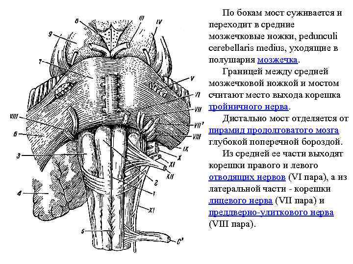 Средние ножки мозжечка. Ножка головной мозг анатомия. Ромбовидный мозг анатомия. Средне мозжечковая ножка. Ромбовидный мозг строение.