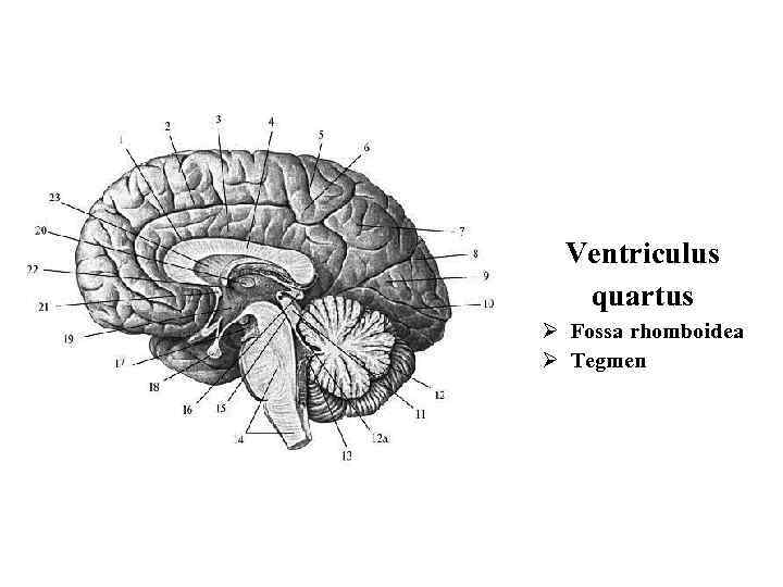 Ventriculus quartus Ø Fossa rhomboidea Ø Tegmen 