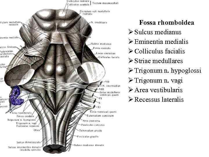 Fossa rhomboidea Ø Sulcus medianus Ø Eminentia medialis Ø Colliculus facialis Ø Striae medullares