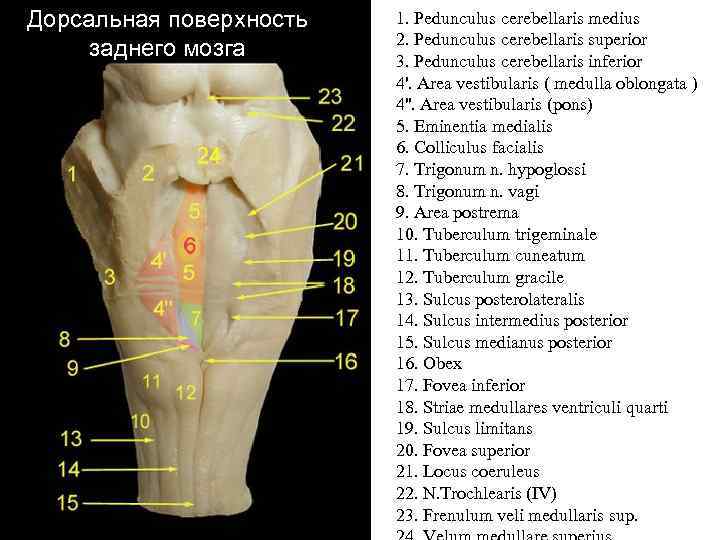 Дорсальная поверхность заднего мозга 1. Pedunculus cerebellaris medius 2. Pedunculus cerebellaris superior 3. Pedunculus