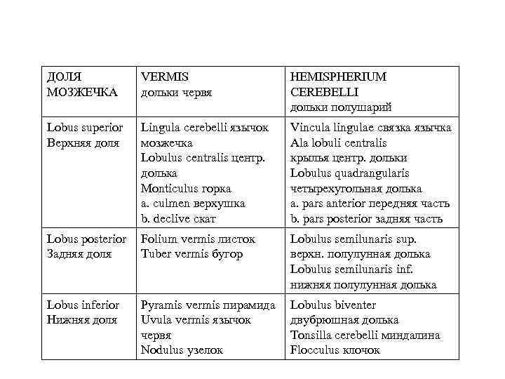 Бороздами мозжечок делится на доли и дольки. Каждой дольке червячка соответствует долька полушария. ДОЛЯ