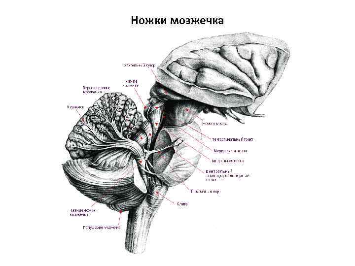 Ножки мозжечка 