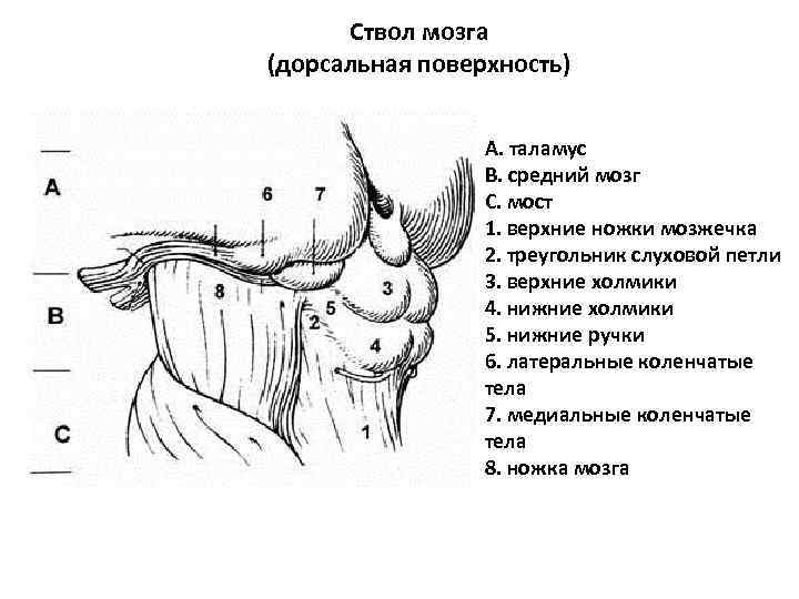 Ствол мозга (дорсальная поверхность) А. таламус В. средний мозг С. мост 1. верхние ножки