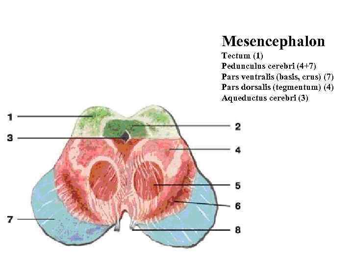 Mesencephalon Tectum (1) Pedunculus cerebri (4+7) Pars ventralis (basis, crus) (7) Pars dorsalis (tegmentum)