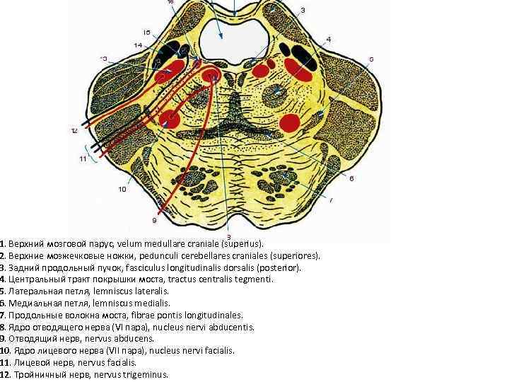 1. Верхний мозговой парус, velum medullare craniale (superius). 2. Верхние мозжечковые ножки, pedunculi cerebellares