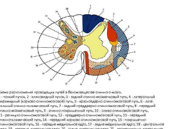 Местоположение проводящий. Схема внутреннего строения спинного мозга анатомия. Внутренне строение спинного мозга схема. Внутреннее строение спинного мозга поперечный срез схема. Поперечный разрез спинного мозга проводящие пути.