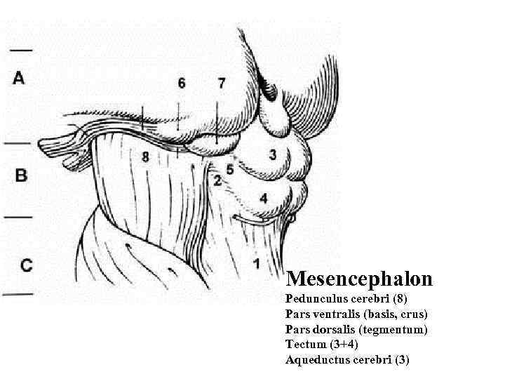 Mesencephalon Pedunculus cerebri (8) Pars ventralis (basis, crus) Pars dorsalis (tegmentum) Tectum (3+4) Aqueductus