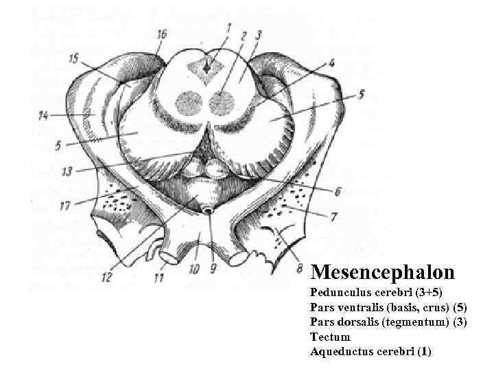 Mesencephalon Pedunculus cerebri (3+5) Pars ventralis (basis, crus) (5) Pars dorsalis (tegmentum) (3) Tectum