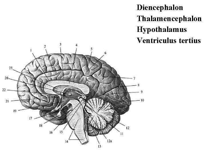 Diencephalon Thalamencephalon Hypothalamus Ventriculus tertius 