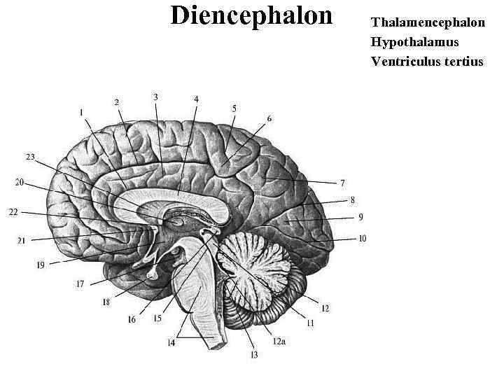 Diencephalon Thalamencephalon Hypothalamus Ventriculus tertius 